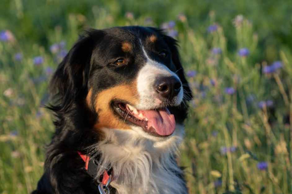 Bernese Dağ Köpeği Hakkında Herşey