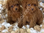 Antalya Toy Poodle Satılık Yavru