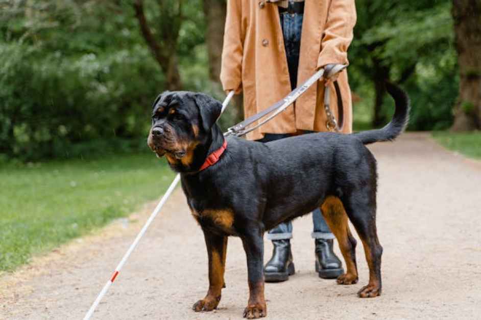 Rottweiler Hakkında Her Şey