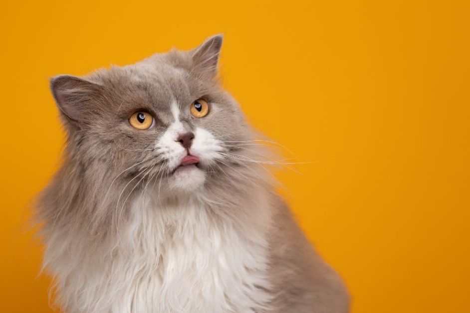 British Longhair Hakkında Her Şey