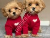 Satılık Maltipoo Yavru Köpek İlanı