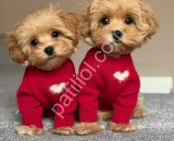 Satılık Maltipoo Yavru Köpek İlanı