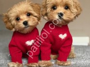 Satılık Maltipoo Yavru Köpek İlanı