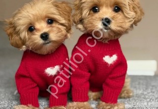 Satılık Maltipoo Yavru Köpek İlanı
