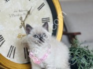 British Shorthair Bluepoint yavrular