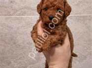 Minik Dostunuz Poodle Burada