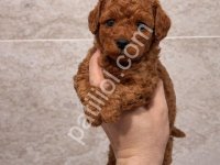 Minik Dostunuz Poodle Burada