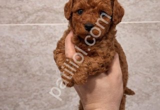 Minik Dostunuz Poodle Burada