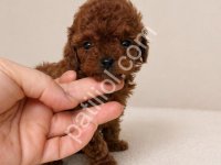 Şirin Toy Poodle'lar Sizi Bekliyor