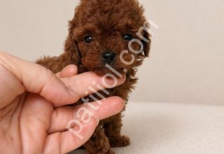 Şirin Toy Poodle'lar Sizi Bekliyor