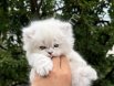 pamuk gibi tüylere sahip british longhair