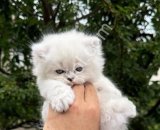 pamuk gibi tüylere sahip british longhair