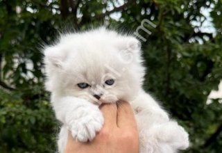pamuk gibi tüylere sahip british longhair
