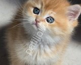 top kafa golden british shorthair yavrularım