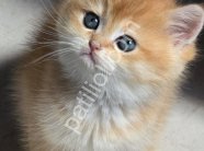 top kafa golden british shorthair yavrularım