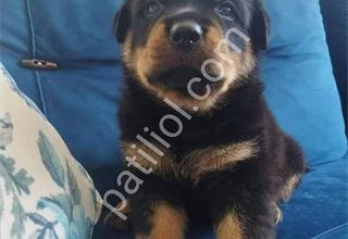 A kalite rotweiler yavruları