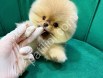 Üst Kalite Pomeranian Boo Yavruları