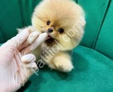 Üst Kalite Pomeranian Boo Yavruları