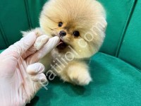 Üst Kalite Pomeranian Boo Yavruları