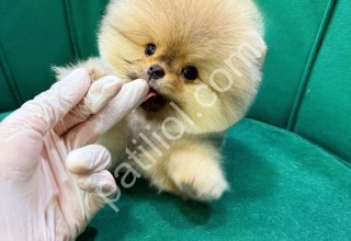 Üst Kalite Pomeranian Boo Yavruları