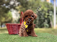 Küçük boyut toy poodle yavrular