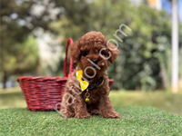 Küçük Boyut Toy Poodle Yavrular