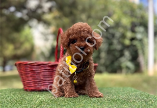 Küçük boyut toy poodle yavrular