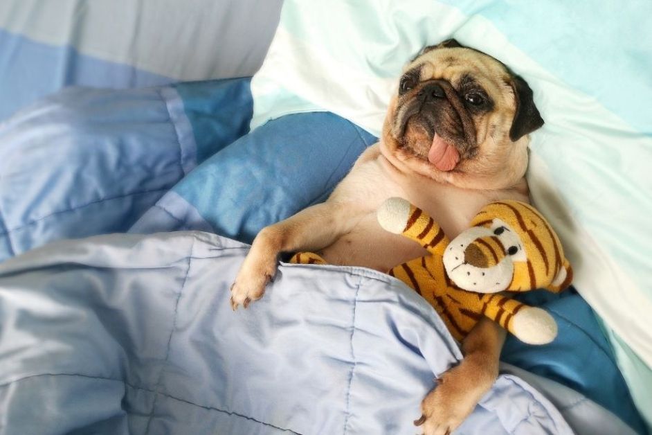 Pug Hakkında Her Şey