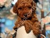TOY POODLE SEVİMLİ YAVRULAR