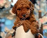 TOY POODLE SEVİMLİ YAVRULAR