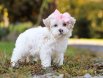 POMERRİAN BOO SEVİMLİ YAVRULAR