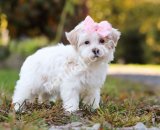 POMERRİAN BOO SEVİMLİ YAVRULAR