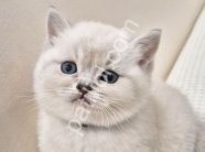 OYUNCU SAĞLIKLI BLUE POİNT YAVRUMU SAHİPLENDİRİYORUM