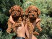 ZİYARETE AÇIK ERKEK DİŞİ POODLE BEBEKLER