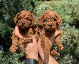 ZİYARETE AÇIK ERKEK DİŞİ POODLE BEBEKLER