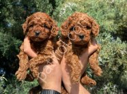 ZİYARETE AÇIK ERKEK DİŞİ POODLE BEBEKLER