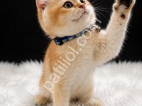 Show Kalite Golden British Shorthair Yavru