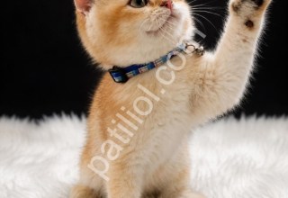Show Kalite Golden British Shorthair Yavru