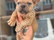 COMPACT FRENCH BULLDOG YAVRHLAR