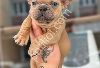 COMPACT FRENCH BULLDOG YAVRHLAR