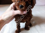 Premium Kalite Toy Poodle Bebekler