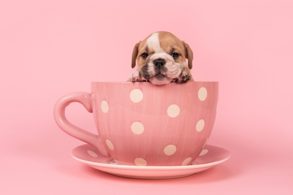 İngiliz Bulldog Hakkında Her Şey