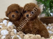 Antalya Toy Poodle Satılık Yavru