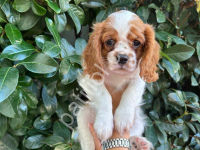 Sevimli Cavalier King Charles Spaniel