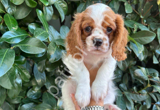 Sevimli Cavalier King Charles Spaniel