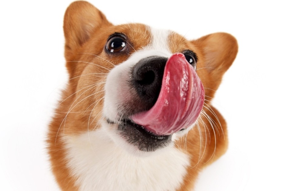 En Popüler Köpek İsimleri