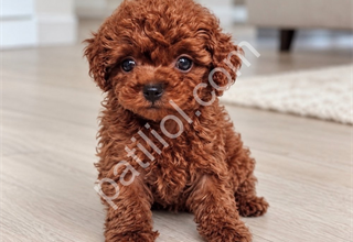 ORİJİNAL TOY POODLE YAVRULARI