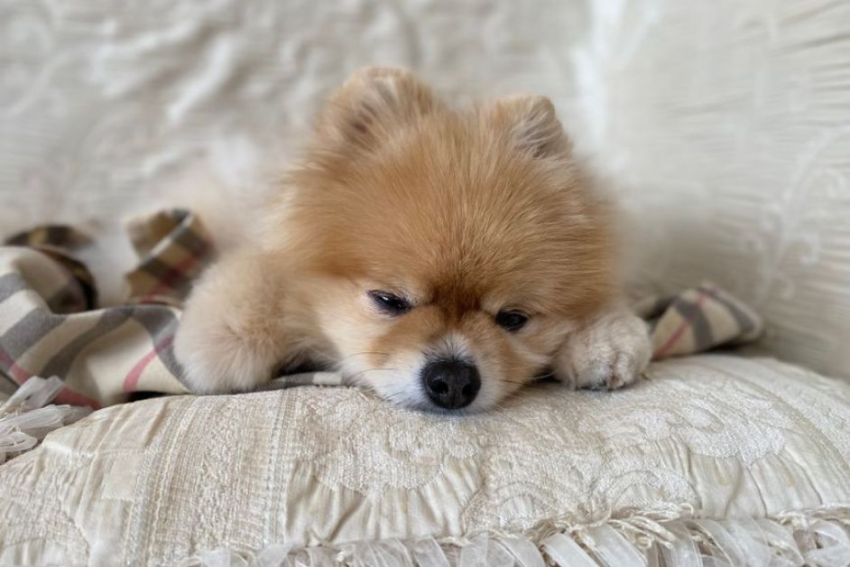 Toy Poodle mı Pomeranian Boo mu? Karakter, Bakım ve Fiyat Karşılaştırması