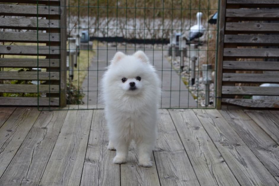 Küçük Irk Köpek Sahiplenmeden Önce Bilmeniz Gerekenler