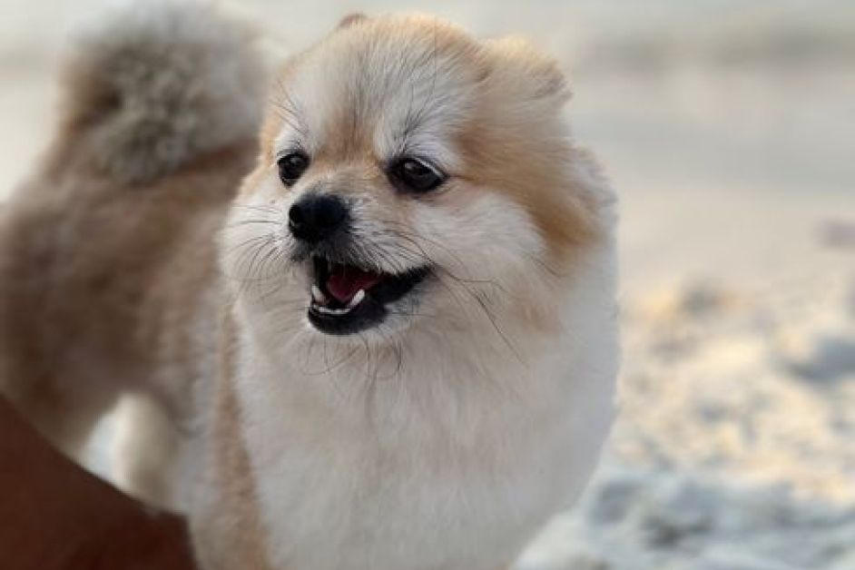 Apartmanda Beslenebilecek Küçük Irk Köpekler